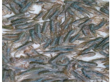 Καραβιδάκι (μαμούνι)